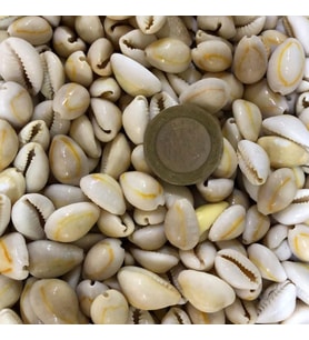 Tahtakale Toptancı Cyprea Annulus -Kavrulmuş Kiloluk Deniz Kabuğu (1 KG)