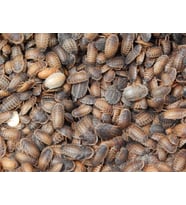 Dubia Hamam Böceği 0.05 - 1 cm 25 ADET