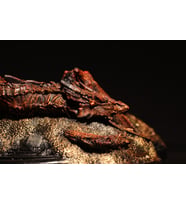 Lord of the Rings - Hobbit Smaug Büst