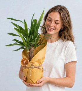 YUKKA ÇİÇEĞİ KRAFT BUKETLİ