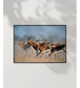 Koşan Ceylanlar Poster
