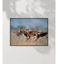 Koşan Ceylanlar Poster