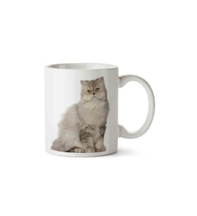 Kedi Sevimli Kedi Cat British Cinsi Porselen Kupa Bardak