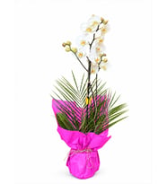 BUKET KAGIDINDA ORKİDE TASARIM