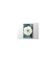 Georgia Okeeffe - White Flower No1 Tablo 50 X 70 Cm