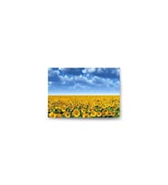 DBSanatevi Ay Çiçeği Tarlası Tablo 40 X 30 Cm