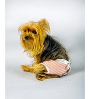 Pink Shine Kemique's Secret Köpek İç Çamaşırı Regl Külot Don (Pembe)