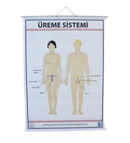 ÜREME SİSTEMİ LEVHASI (70X100 CM)