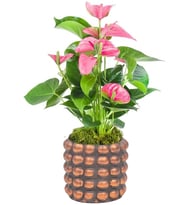Saksıda Pembe Antoryum Bitkisi