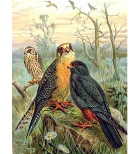 Yaban Kuşlar Sayılarla Boyama Seti 40x50 cm (Tuvale Gerili)