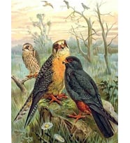 Yaban Kuşlar Sayılarla Boyama Seti 40x50 cm (Tuvale Gerili)