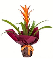 Buketli Guzmania Tasarımı