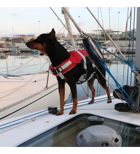 COMFY KÖPEK CAN YELEĞİ , 40-80kg, XL,KIRMIZI
