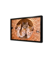 Kedi Yavrusu Çerçeveli Mdf Tablo