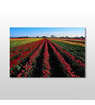 Lale Tarlası  Kanvas Tablo 105x70cm (Karışık)