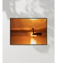 Gün Batımında Kuğu Poster (Çok Renkli)