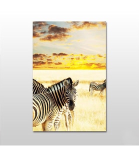 Zebra Kanvas Tablo 40X20 (Karışık)