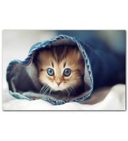 Kot Paçasında Sevimli Yavru Kedi MDF Tablo