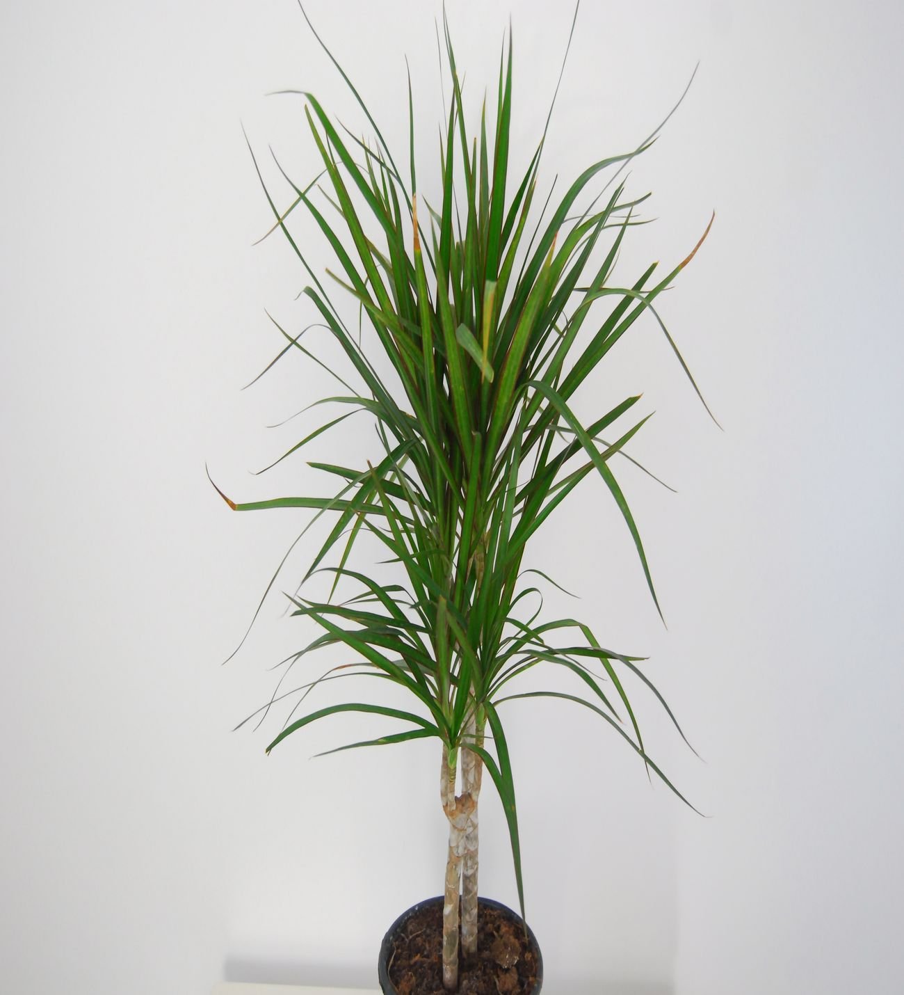 Dragon Marginata