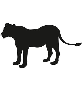 ASLAN FOLYO STİCKER 40cm Uzunluk (Karışık)