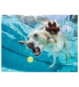 Prime 3D Su Altında Köpek Daisy Puzzle 100 Parça 20508