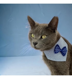 Dinner Date Navy Kedi Bandana, Fular, Kedi Kıyafeti Kedi Elbisesi, Kedi Tasması (Karışık)