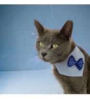 Dinner Date Navy Kedi Bandana, Fular, Kedi Kıyafeti Kedi Elbisesi, Kedi Tasması (Karışık)
