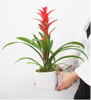 Beyaz Seramik Saksıda Guzmania