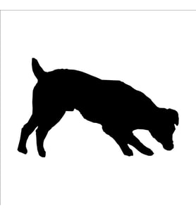 KÖPEK FOLYO STİCKER 90 cm uzunluk (Karışık)