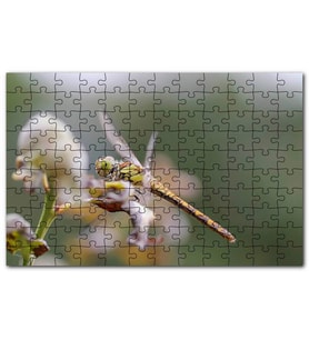 Cakapuzzle Daldaki Yusufçuk Yakın Çekim Puzzle Yapboz MDF (Ahşap) (120 Parça)