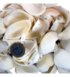 Arca Arca Kiloluk Deniz Kabuğu (1 KG)
