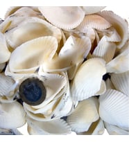 Arca Arca Kiloluk Deniz Kabuğu (1 KG)