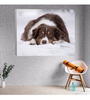 Avusturyalı Çoban Köpeği Dekoratif Kanvas Tablo