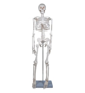 Temel İskelet Modeli 85 Cm