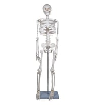 Temel İskelet Modeli 85 Cm