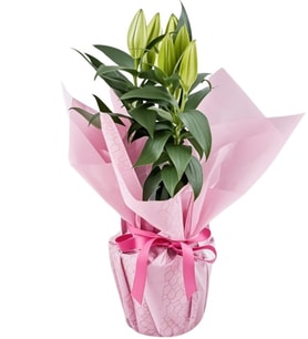 Lila Pembe Buketli Beyaz Polimer Saksıda Pembe Lilyum