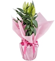 Lila Pembe Buketli Beyaz Polimer Saksıda Pembe Lilyum