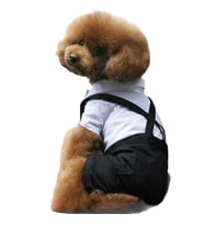 Tuxedo Smokin Köpek Kıyafeti Damatlık
