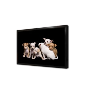 Köpek Yavrusu Çerçeveli Mdf Tablo