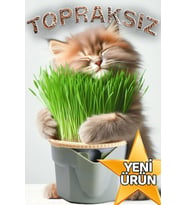 Exelox Topraksız Doğal Kedi Çimi Suda Yetiştirme Saksısı Tüy Yumağı Önleyici Hidroponik Saksı Kiti