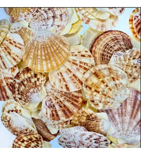 Pecten Mascarensis Kiloluk Deniz Kabuğu (1 Kg)