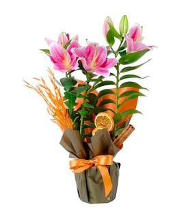 Buket Kağıtlı Saksı Pembe Lilyum