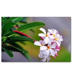 Cakatablo  Beyaz Sarı Plumeria Çiçeği Görseli MDF Tablo