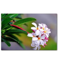 Cakatablo  Beyaz Sarı Plumeria Çiçeği Görseli MDF Tablo