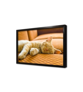 Kedi Yavrusu Çerçeveli Mdf Tablo