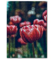 Cakapuzzle Kırmızı Lale Yakın Çekim Flu Arkaplan Puzzle Yapboz MDF (Ahşap) (120 Parça)