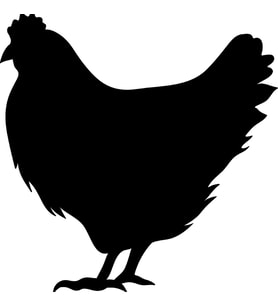 TAVUK  FOLYO STİCKER 200cm Uzunluk (Karışık)