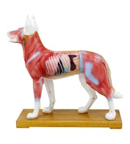 KÖPEK MODELİ EDULAB