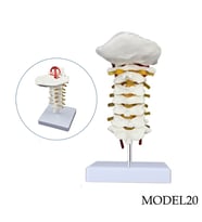 SERVİKAL(BOYUN) OMURGA MAKETİ MODEL 20