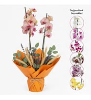 Sürpriz Renk Çiftli Midi Orkide-BuketKağıtlı Tasarım